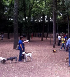 Parque Hundido (Zona Canina)