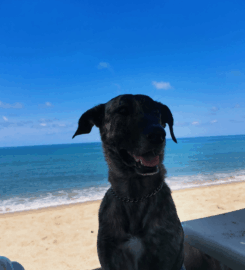 Playa San Pancho Pet-Friendly