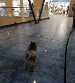 Antara Pet-Friendly