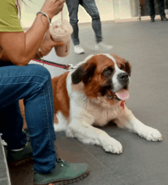 Reforma 222 Pet-Friendly