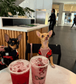 Reforma 222 Pet-Friendly