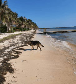 Playa Coral (El Mirador II) Pet-Friendly
