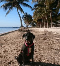 Playa Coral (El Mirador II) Pet-Friendly