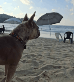 Playa Sayulita Pet-Friendly