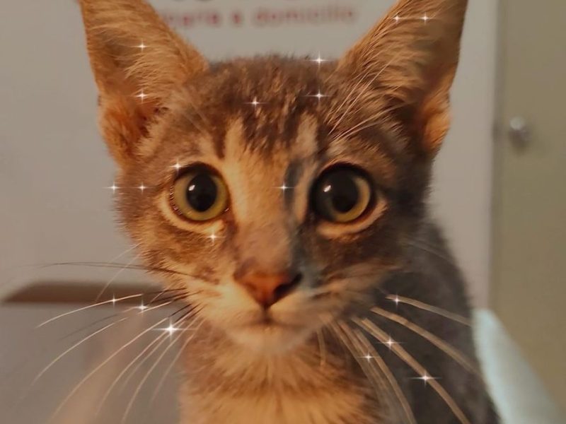 Vet to Home/ Veterinario a domicilio/ Mérida Yucatán