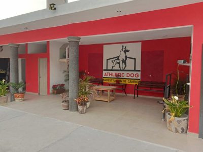 Pensión, Guarderia y Adiestramiento