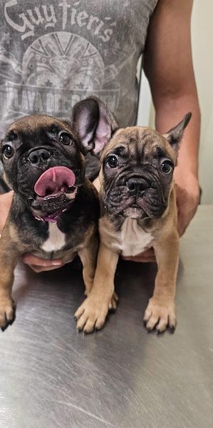 Baja Vet/ Veterinaria en Cabo San Lucas