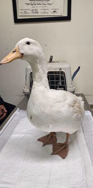 Baja Vet/ Veterinaria en Cabo San Lucas