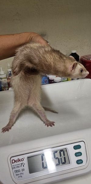 Baja Vet/ Veterinaria en Cabo San Lucas