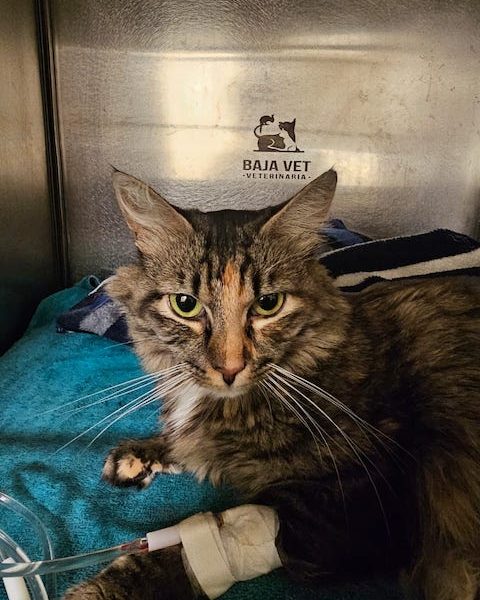 Baja Vet/ Veterinaria en Cabo San Lucas