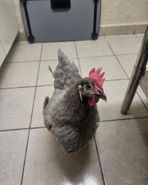 Baja Vet/ Veterinaria en Cabo San Lucas