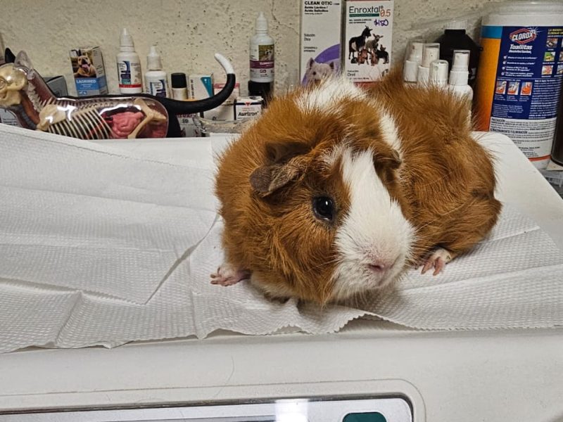 Baja Vet/ Veterinaria en Cabo San Lucas