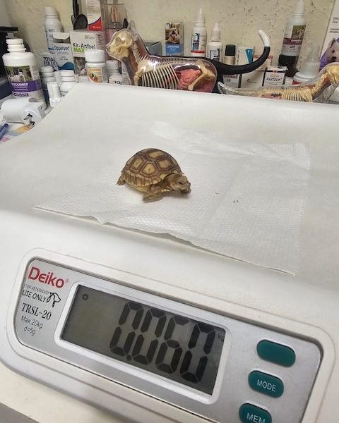 Baja Vet/ Veterinaria en Cabo San Lucas