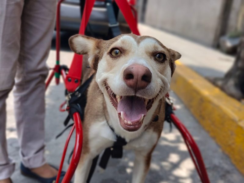 CAR-CAN Veterinario, Ortopedia, Rehabilitación, Sillas de ruedas, CDMX Xochimilco