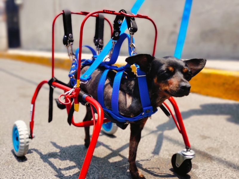 CAR-CAN Veterinario, Ortopedia, Rehabilitación, Sillas de ruedas, CDMX Xochimilco