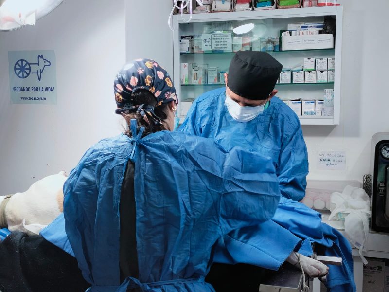 CAR-CAN Veterinario, Ortopedia, Rehabilitación, Sillas de ruedas, CDMX Xochimilco