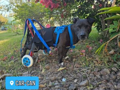 CAR-CAN Veterinario, Ortopedia, Rehabilitación, Sillas de ruedas, CDMX Xochimilco