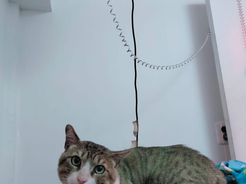 CAR-CAN Veterinario, Ortopedia, Rehabilitación, Sillas de ruedas, CDMX Xochimilco