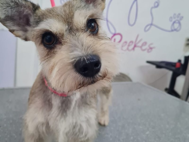 Veterinaria, Guarderia, Pensión y Spa Peek'es (CDMX GAM)