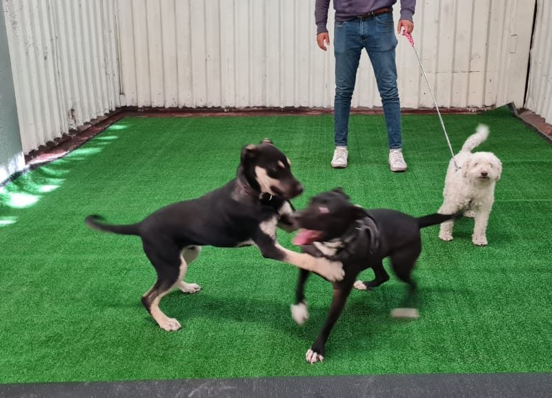 Veterinaria, Guarderia, Pensión y Spa Peek'es (CDMX GAM)