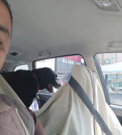 Taxi Pet-Friendly CDMX – Viajes seguros y sin estrés para tu mejor amigo