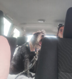 Taxi Pet-Friendly CDMX – Viajes seguros y sin estrés para tu mejor amigo