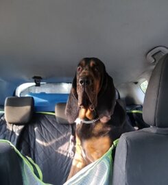 Transporte Premium para Mascotas