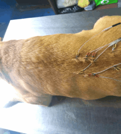 Clínica de Homeopatía y Acupuntura Veterinaria – Sanación holística y bienestar profundo para tu peludo